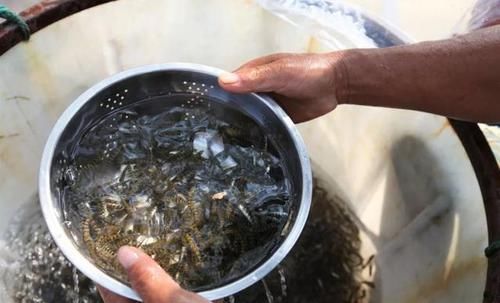  [生态]诸暨45万尾石斑鱼投入15条生态河道，今年投放量是往年的2