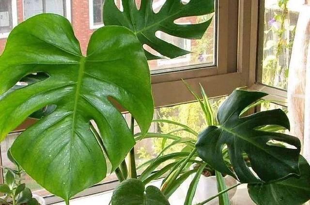  「家里」花草盆栽长得弱，记住6个字，花多叶繁茂，只要3个月，就长爆盆了