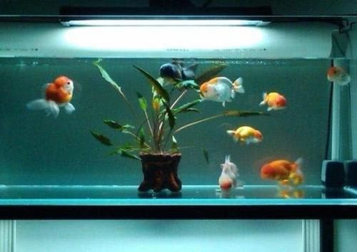  『生死存亡』硝化细菌的生死存亡，与诸多因素有关，掌握住两个大致方向即可