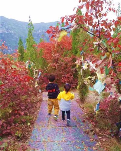 一夜之间这里的变红了,想要赏红叶、银杏,这里不可错过!