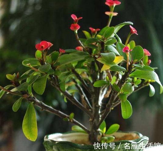 养护的过程|盆栽虎刺梅,定期“剪几刀”,株型丰满,持续开花不断,次次爆盆