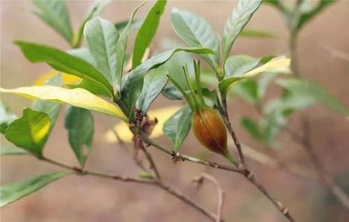  「泡水」东乡种野果，人称“金珠子”！晒干后泡水味道香甜，你