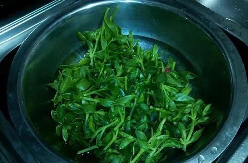「口红吊兰」普通吊兰养腻了,就养4种“高颜值”吊兰,叶绿花美,人见人爱!