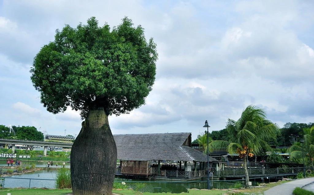 全世界最能贮水的树,一棵大树能储两吨水,可让一家四口饮用半年