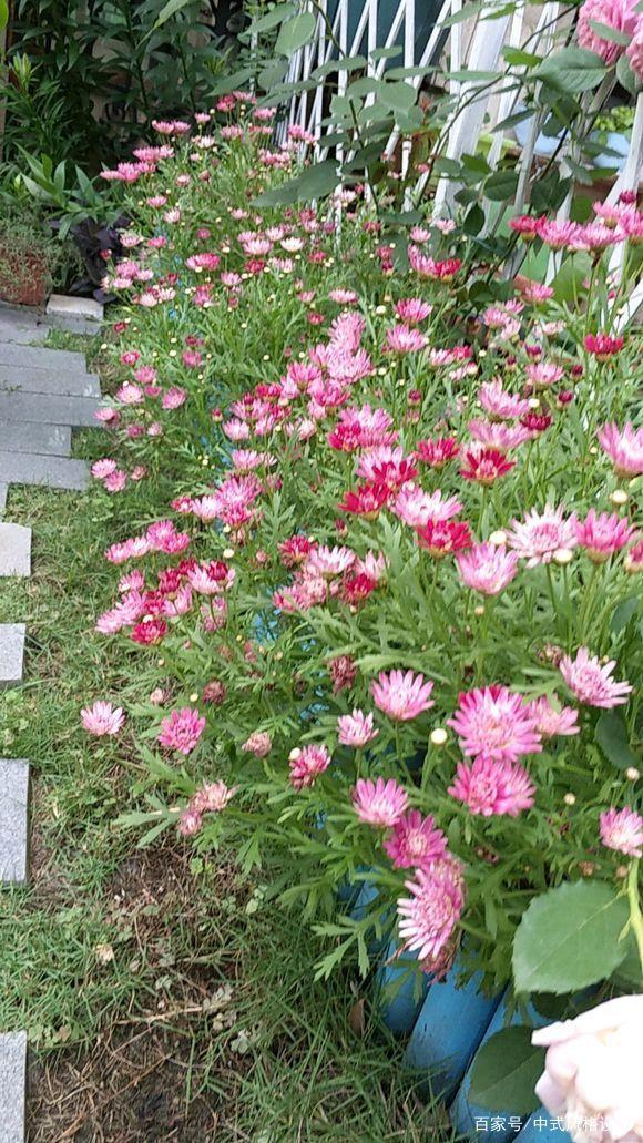  「李小姐还」她将荒芜的后院，改造成最美花园，完工一年后，让人惊艳