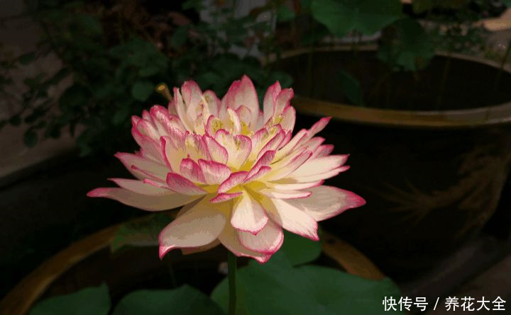 这3种花,家里要是有1棵,给多少钱都不卖!