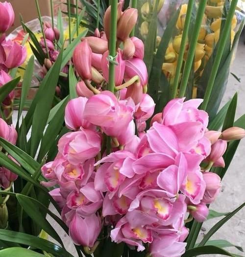  【光亮】养花就养4种花，植株小巧，姿态秀雅，叶子浓绿光亮