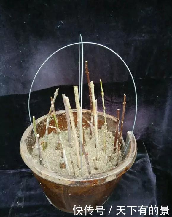  「冬天」5种花“冬天”能扦插，不黑腐成活率高，生根快一倍