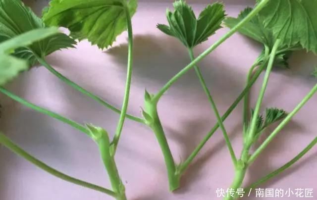  『三角梅』这3种花太贵，别再买了，剪几个枝就能扦插几十盆