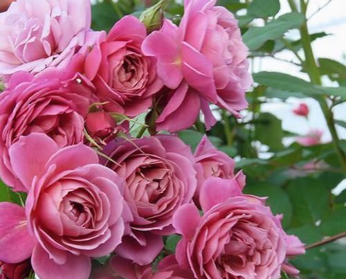  【款款】花界中的3种“佼佼者”，款款花开惊艳绝伦，花美心情好！