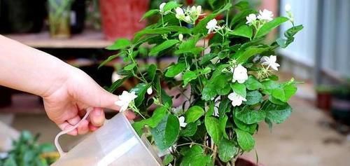  「调节」养花种草调节性情，又修身养性，别一不小心养了带毒的花！
