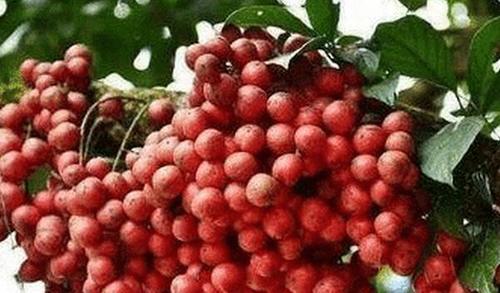 来到广西旅游，看到“龙眼”就别摘了，小心“有毒”