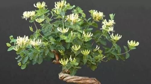  『养虎皮兰』这“2种”植物，再贵也要养，有“旺财”的美好寓意，富人都爱养