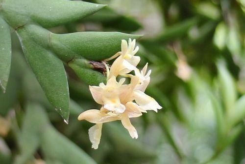 #剑叶石斛#这种植物，是中医界的“宝贝”，目前极其珍贵，若遇见，请重视！
