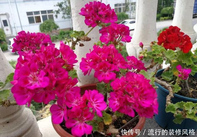 #补充养分#这花千万别养老桩,越老越不开花,想赏花砍1刀,立马满头花苞