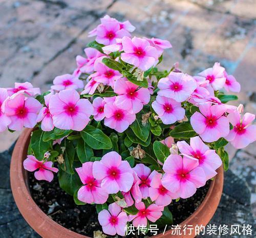 #长春花#此花开花勤快,仙气十足,天天有花赏,是家庭盆栽佳品!