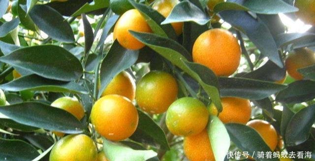 『脆皮金桔』想在阳台种果树，选它小瞧不占地，好养又好吃！