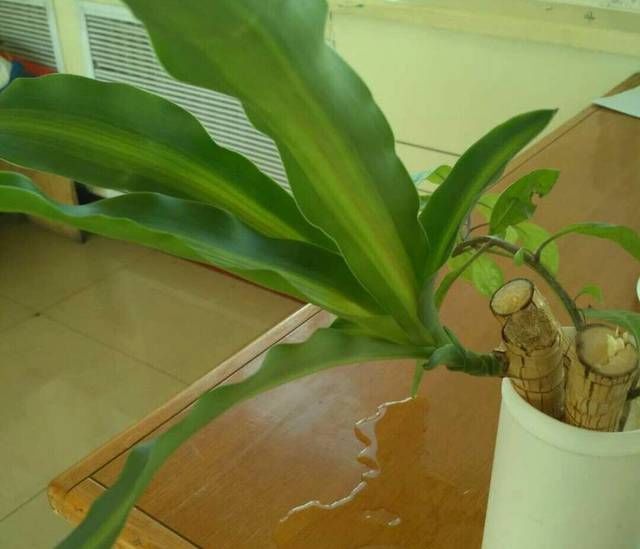 【观叶】观叶植物也门铁你知道多少也门铁怎么扦插繁殖讲讲土培和水培