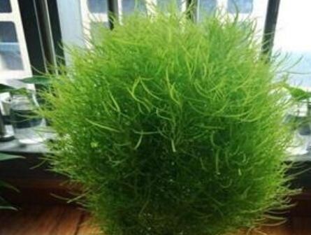 『油绿』有“3种植物”,长得像文竹,但比文竹更油绿,养在家里面美爆了