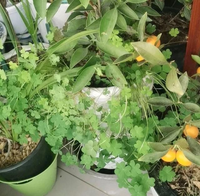  [黄花酢浆草]花盆里长出蘑菇，马上拔干净，否则就是大祸害！