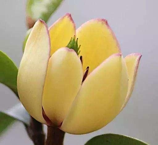  养护的时：含笑花名字取得真喜庆，开花可爱动人，香味飘到邻居家！