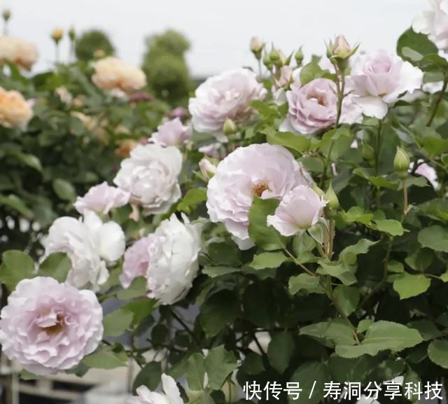 「品种」梦幻悠长，无法抗拒，月季的那抹蓝紫色美得清凉又高级！