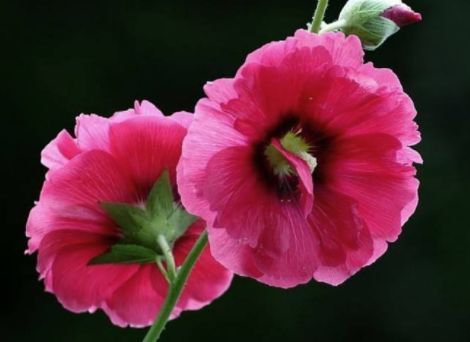  『喜欢』喜欢菊花，不妨养些这种花，非常适合阳台养，开花就爆盆