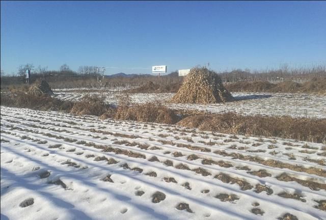  『妈呀』妈呀！东北太冷了！你在南方赏花玩水，我在雪地滚雪球打雪仗