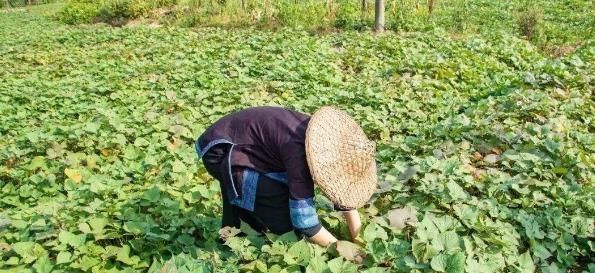  #收益#价格是普通红薯的5倍，供需缺口逐年增大，种植一亩收益6