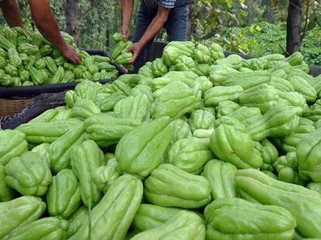  「稀罕」种一棵吃半年，南方很常见，北方很稀罕，是个潜力蔬菜