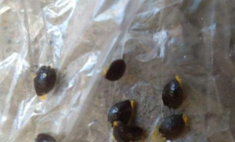  [吃不完]3种“水果籽”别扔，埋花盆，10天就发芽，久了，结果全家吃不完