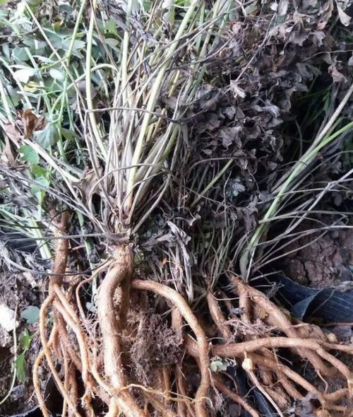  【见到】此种“野草”长在山坡上，见到别踩，1斤能卖“50元”，有价值！