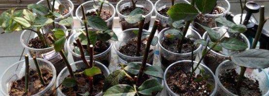  「扦插」玫瑰花的扦插方法