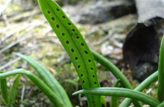 农村一种长得奇怪的野草，人称“七枝剑”，农民见了却不敢碰