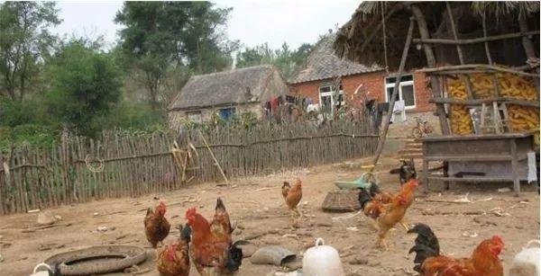  「养殖场」环保法新规定农村颁布“禁养令”，这三类养殖场将被