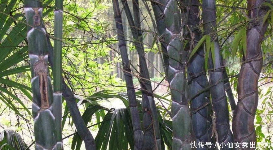  [竹林]农村奇特的“丑竹子”，价格却很昂贵，可别嫌它丑随手砍