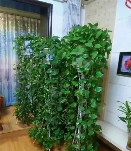 「多朋友」新装修的房子,为了祛除甲醛,开窗通风的同时,记得养几盆绿萝