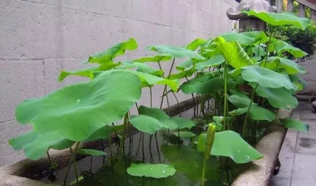  [没想到]?用爷爷的“牛槽”，养了几棵铜钱草，两个月没回家，没想到长满