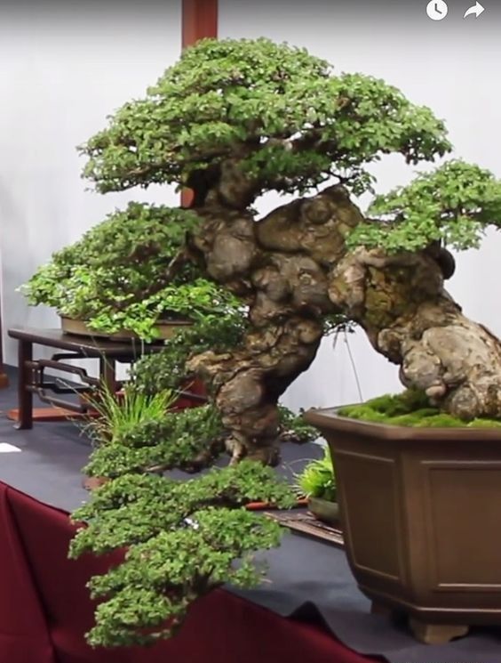 盆景欣赏:不闻世上风波险，但见盆中日月长，老桩盆景述说岁月