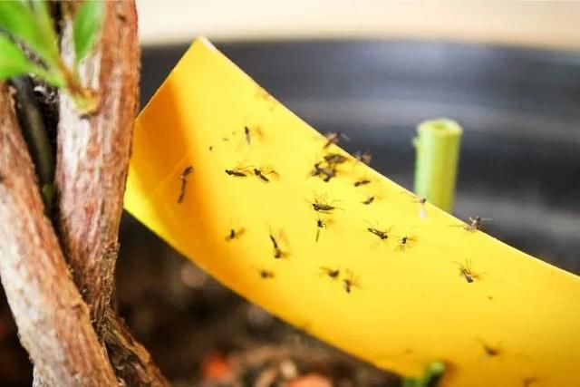  『植物的叶片』预防植物感染虫害要掌握几个技巧，否则容易感染这8种常见害虫