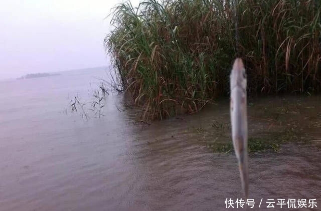  不折不扣：垂钓长江边，不折不扣的当了回“白条杀手”