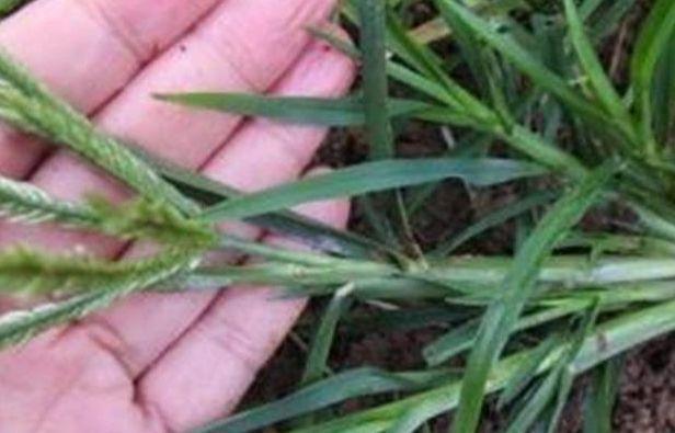 农村人''恨之入骨''的一种野草，竟然秒杀板蓝根，你认识吗？