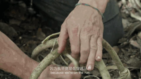 在蝎子和眼镜蛇横行之地，这位“现代鲁宾逊”吃的真香