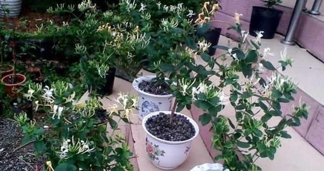  『窗帘』窗户外面种什么花好？3种花，1个月可长成窗帘，花开如瀑布
