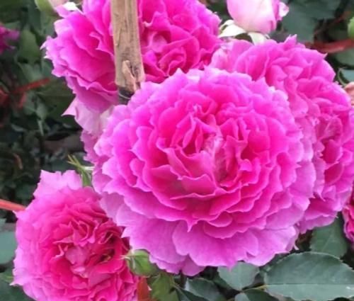  『花期』推荐这款“花卉”给你，花期超长，一年四季花开不断，适合阳台