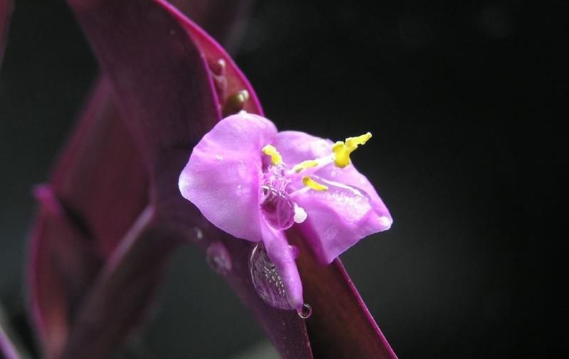  [紫鸭跖草]此花，枝或蔓或垂，特色鲜明，具有较高的观赏价值。