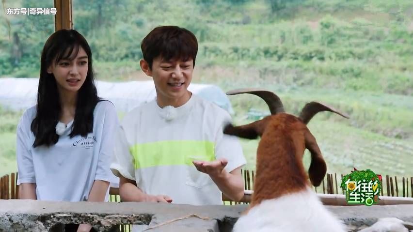 回应“假吃”惹争议，辟谣很简单，却被《向往》的官微搞复杂了?