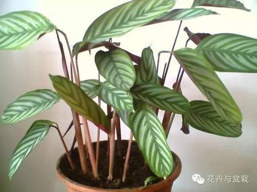  『适合』这些耐阴的室内植物，你家养了几种？