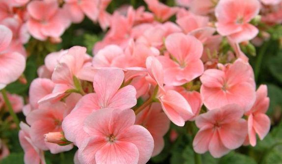  ＂p＂:＂1584410601＂这款小花真耐养,沾土就活,秋季蹭蹭长,花开爆盆,花朵烂漫迷人