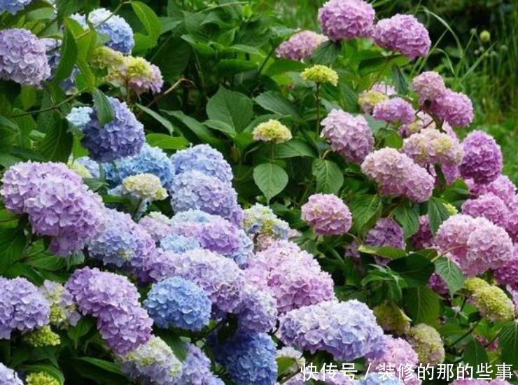 『三角梅』家有院子,一定要养“3种花”,开花大又香,开出一片花海!